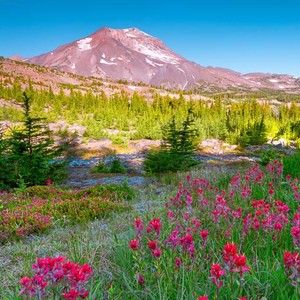 Meet your Posher, Gracie